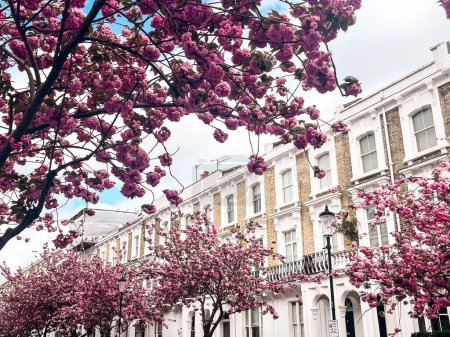 Photo for Residential street in Chelsea in London with blooming pink sakura. Cozy London houses look comfortable under the blue sky.  Perfect residential area for idyllic lifestyle - Royalty Free Image