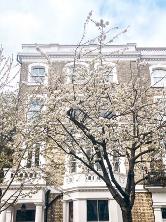 Téléchargez les photos : Rue résidentielle à Chelsea à Londres avec sakura rose en fleurs. Les maisons confortables de Londres ont l'air confortables sous le ciel bleu. Quartier résidentiel parfait pour un style de vie idyllique - en image libre de droit