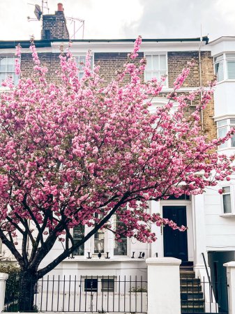 Faszinierende rosafarbene Kirschblüten vor dem gemütlichen Haus in Chelsea in London. Gemütliche Wohngegend und gemütlicher Lebensstil umgeben von rosa Blütenblättern.