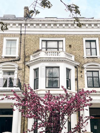 Mesmerising pink cherry blossom in in front of the comfortable house in Chelsea in London. Comfortable residential area and cozy lifestyle surrounded by pink petals.
