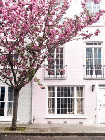 Faszinierende rosafarbene Kirschblüten vor dem gemütlichen Haus in Chelsea in London. Gemütliche Wohngegend und gemütlicher Lebensstil umgeben von rosa Blütenblättern.