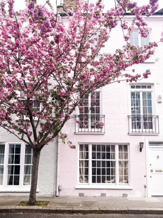 Téléchargez les photos : Des cerisiers roses envoûtants fleurissent devant la confortable maison de Chelsea à Londres. Quartier résidentiel confortable et style de vie confortable entouré de pétales roses. - en image libre de droit