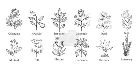 Foto de Set of Hand Drawn Herb Plants Illustration - Imagen libre de derechos