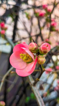 Téléchargez les photos : Chaenomeles cathayensis. Fleurissement buisson rose, photo de haute qualité. Verticale. Concept de renaissance naturelle au début du printemps - en image libre de droit