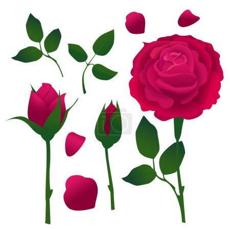 Téléchargez les illustrations : Rose bourgeon branche composants isoler - en licence libre de droit