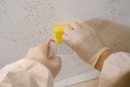 Photo for A cleaning service worker removes mold from a wall using a sprayer with mold remediation chemicals, mildew removers and a scraper. - Royalty Free Image