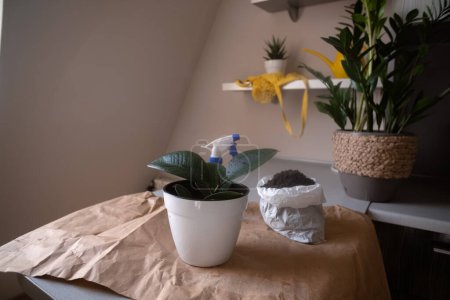 Tisch mit Zimmerpflanzen, Umtopfblumen, Gartenarbeit und Floristikkonzept. Ideal für Pflanzenliebhaber, Gärtner und Blumenliebhaber, die kreative Inspiration suchen.