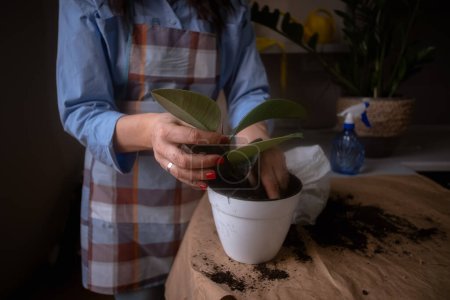 Eine Frau, die Zimmerpflanzen in Töpfe umtopft, sich der Gartenarbeit hingibt und das Indoor-Grün pflegt. Dieses Bild fängt die Schönheit der heimischen Gartenarbeit und Pflanzenpflege ein. Ideal für botanische und Lifestylekonzepte.