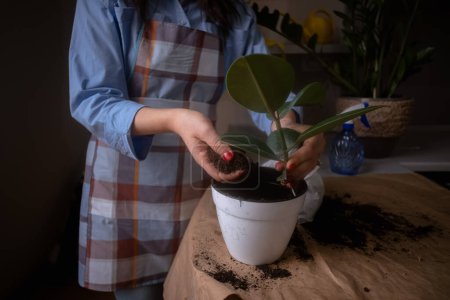 Une femme rempotant des plantes d'intérieur dans des pots, se livrant au jardinage et nourrissant la verdure intérieure. Cette image capture la beauté du jardinage à domicile et de l'entretien des plantes. Idéal pour les concepts botaniques et de style de vie.