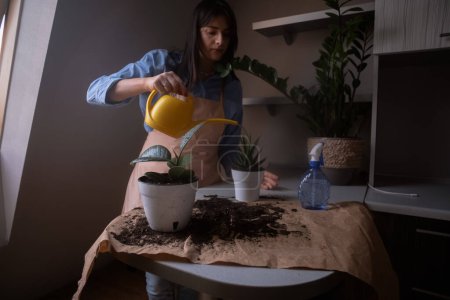 A woman repotting houseplants in pots, indulging in gardening and nurturing indoor greenery. This image captures the beauty of home gardening and plant care. Ideal for botanical and lifestyle concepts.