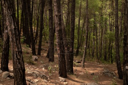 Un bosque verde con árboles altos numerados. Apoya a las empresas ecológicas, la conservación de los bosques y lucha contra la deforestación. Ideal para turismo de naturaleza y excursiones a reservas naturales.