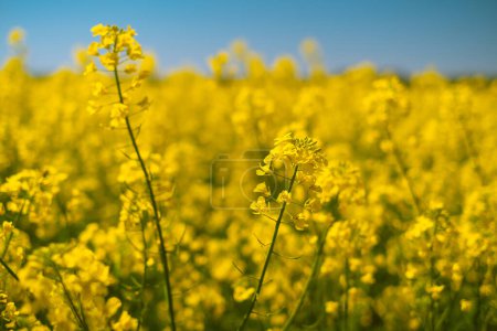 Scenic blooming yellow field. Flower festivals or agricultural fairs, featuring gardening and farming supplies like seeds and fertilizers.