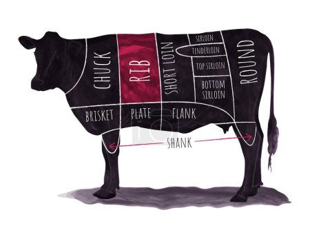 Ilustración de Cuadro ilustrado de cortes de carne de res con secciones etiquetadas en una silueta de vaca para uso culinario. - Imagen libre de derechos