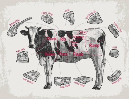 Ilustración de Ilustración retro detallada mostrando diferentes cortes de carne de res en un diagrama de vaca. - Imagen libre de derechos