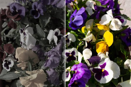 Photo for Simulation of the vision of a colorblind and normal vision. Before and after correction of color blindness with special glasses. Desaturated vision without color and vision of a healthy subject. - Royalty Free Image