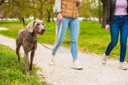 An attentive Weimaraner dog enjoys a walk on a gravel park path with its female owner and her friend, showcasing the bond between pets and humans