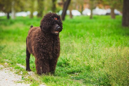 A black poodle with a red collar stands out against the lush green background of a park, looking curious and alert during its outdoor adventure