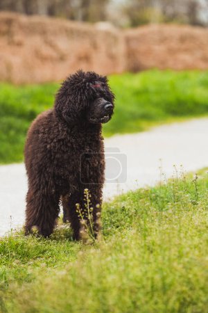 A majestic black poodle pauses mid-walk to survey its surroundings, the lush park greenery creating a serene and natural backdrop