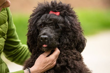 A close-up view of a charming black poodle wearing a red bow, its attentive gaze capturing the essence of canine curiosity