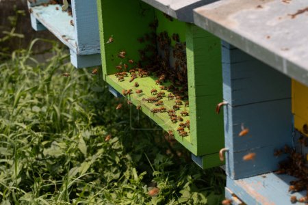 Honigbienen schwirren energisch am Eingang ihres bunten Bienenstocks herum und gehen ihrer vitalen Arbeit nach
