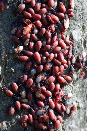 Una densa reunión de ninfas Pyrrhocoris apterus, mostrando su llamativa coloración roja contra la corteza de los árboles