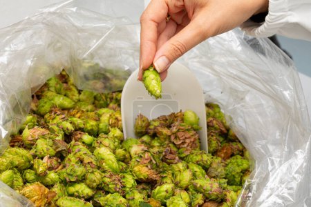 A brewer's hand meticulously chooses the best hops, essential for flavoring and stabilizing beer