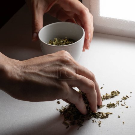Person's hands selecting and scooping loose green tea leaves by a window