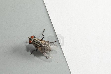 A detailed macro shot captures a common housefly resting on the boundary of a white and grey surface