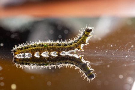 A delicate caterpillar is illuminated against a reflective surface, showcasing its complex structure and spiky hairs in sharp detail