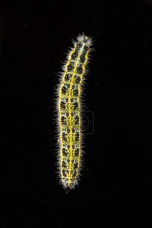 A vividly patterned caterpillar is captured in high detail on a stark, dark background, its yellow and black spots and translucent hairs presented in a striking macro view