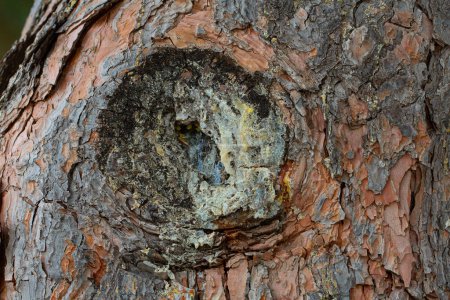 Macro shot of rough pine bark with a natural resin deposit