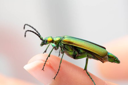 Primer plano vívido de un escarabajo verde brillante, con sus intrincadas antenas y detalles de exoesqueleto, descansando suavemente sobre la punta de un dedo, sobre un fondo de enfoque suave