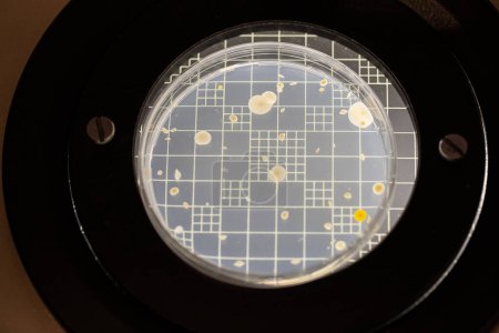 Téléchargez les photos : Boîte de Pétri montrant la croissance des colonies bactériennes en laboratoire, utile pour la recherche scientifique et médicale - en image libre de droit