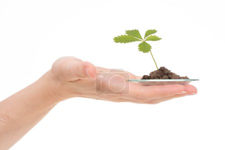 A single hand gently supports a fragile young plant with soil on a glass plate, symbolizing environmental care and sustainable growth, isolated on a white backdrop