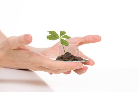Hands carefully holding a glass slide with soil and a young plant, representing biotechnology research and cellular study in plant science against a white background