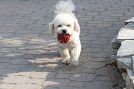 a spirited bichon frise runs joyfully on a paved path, carrying a bright red toy ball in its mouth, showcasing a moment of playful activity and canine happiness