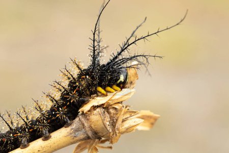 a close-up of a spiny caterpillar with striking black and orange markings, navigating a twig with deft precision