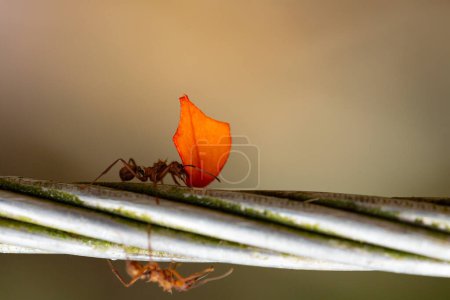 Eine fleißige Ameise demonstriert ihre Stärke, indem sie ein leuchtend orangefarbenes Blütenblatt über einen Draht transportiert, ein Schauspiel der Wunder der Natur