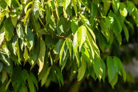 die leuchtend grünen Blätter der Ocotea quixos sonnen sich im Sonnenlicht und unterstreichen die einzigartige Flora des Amazonas