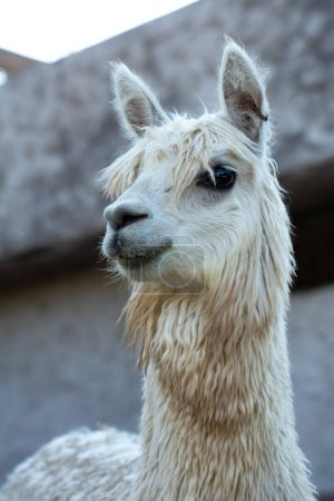 Photo for An alpaca's calm demeanor is captured in a gentle portrait, highlighting its fluffy wool and peaceful nature - Royalty Free Image
