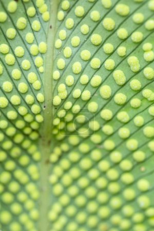 una macro toma revelando el intrincado patrón de esporas de helecho, una maravilla del diseño de la naturaleza