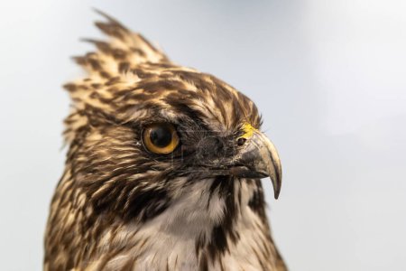una vista detallada de la cabeza de un águila dorada, mostrando su pico agudo y su ojo enfocado