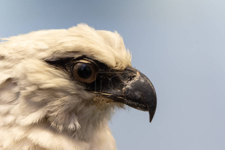 macro shot capturing the intense eye and detailed feathers of a majestic harpy eagle