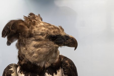 vista de perfil de un águila marcial, destacando su pico agudo y su ojo agudo sobre un fondo suave