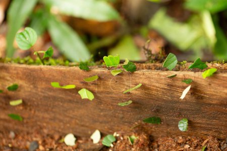Téléchargez les photos : Une colonie de fourmis coupeuses de feuilles travaille dur, transportant des morceaux de feuilles tranchées le long d'une bille altérée dans leur habitat - en image libre de droit