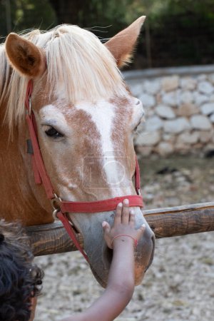 a child's hand reaches out to touch the soft nose of a palomino horse, showcasing a tender moment of connection