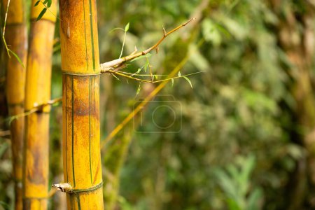 vibrant golden bamboo stalks with fresh green leaves bring life to the dense forest backdrop