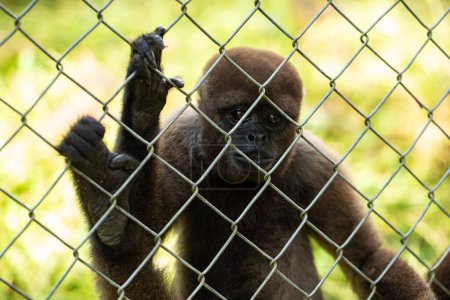 ein besinnlicher wolliger Affe blickt durch einen Zaun, eine ergreifende Erinnerung an die Bemühungen zum Artenschutz