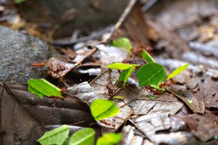 Téléchargez les photos : Le sol forestier prend vie avec le mouvement industrieux des fourmis coupeuses de feuilles, transportant activement des boutures vertes vibrantes - en image libre de droit