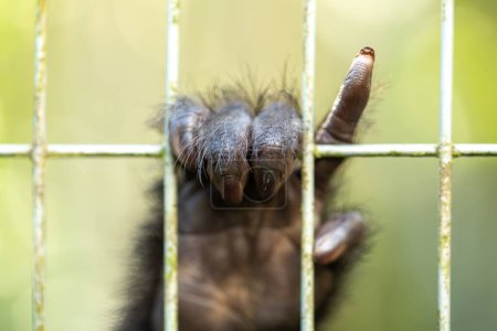 the gripping fingers of a chimpanzee, blurred bars in the foreground, evoke a strong sense of yearning for freedom